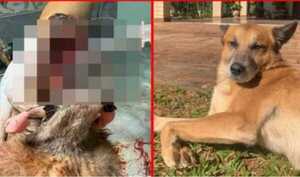 Popular / Caso León: Fiscalía investiga si hubo intención de dañar al jagua'i