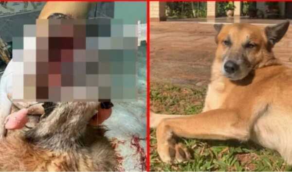 Popular / Caso León: Fiscalía investiga si hubo intención de dañar al jagua'i