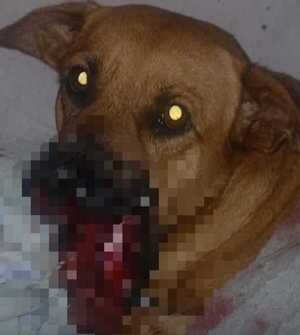 Popular / Fiscalía allanó vivienda dónde ocurrió el maltrato a Canela