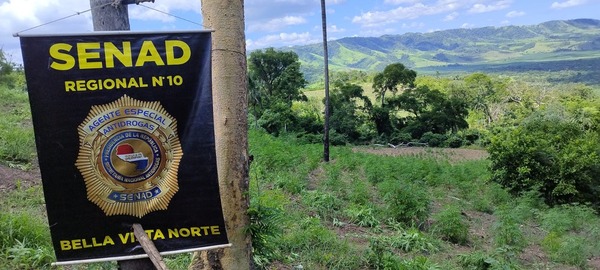 Operativo de la SENAD eliminó cultivos en el norte