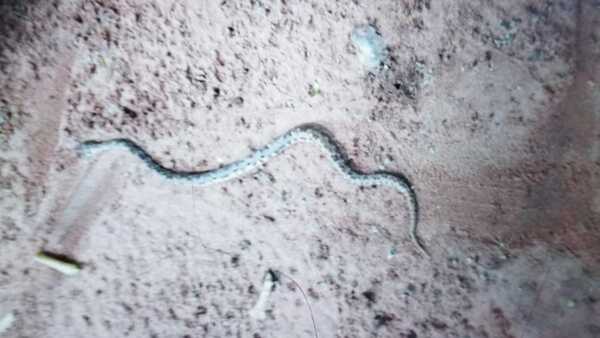 Bebé de dos años quiso chutar a una yarará y fue mordido