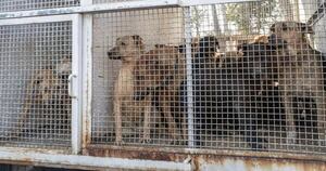 La Nación / Desalojan más de 900 animales de un refugio en México por “maltrato”
