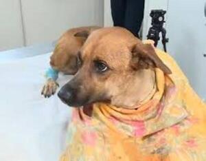 Caso Canela: Fiscal Ledesma se constituyó en casa de supuesta dueña del animal - PDS RADIO Y TV