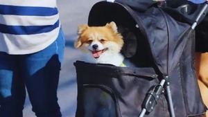 Comprenderlos sin humanizarlos: cuidado responsable de mascotas - Portal Digital Cáritas Universidad Católica