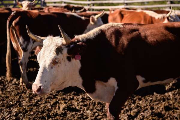 Senabico inicia subasta del ganado de Lalo Gomes - Nacionales - ABC Color