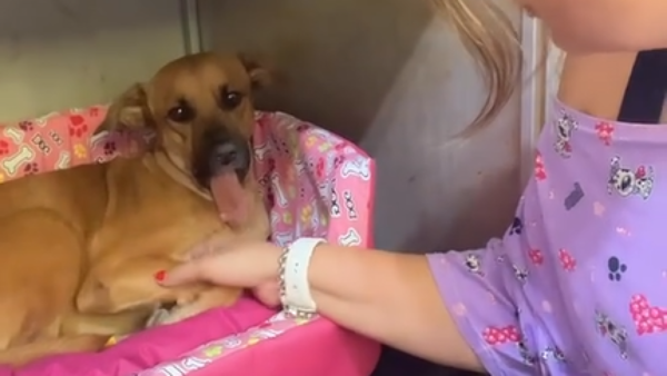 Caso perrita Canela: Buscan prótesis mandibular en el extranjero y animalera exige justicia