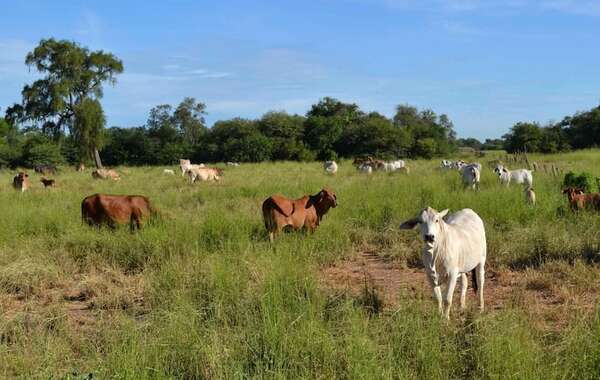 AUDIO: Senabico inicia subasta del ganado de Lalo Gomes  - A La Gran 7-30 - ABC Color
