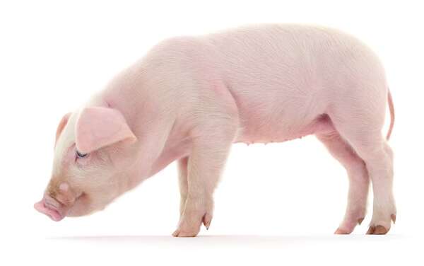 Xenotrasplantes: avances significativos en trasplantes de riñones de cerdo para humanos - Ciencia - ABC Color