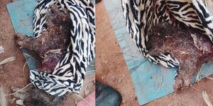 VECINOS DE CAMBYRETÁ TEMEN A UN PERRO QUE ATACA A OTRAS MASCOTAS