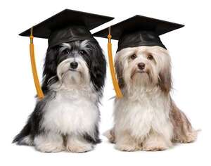 Las capacidades lingüísticas de perros ‘superdotados’: comparaciones con niños de 18 meses - Mascotas - ABC Color