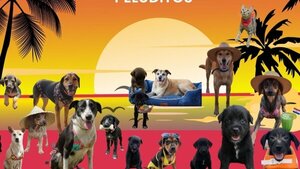 Aún quedan peluditos en el Catálogo de Adopciones de Defensa Animal