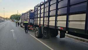 Pese a ordenanza, camiones transganados intentan ingresar a frigoríficos clandestinos en Tablada - Nacionales - ABC Color