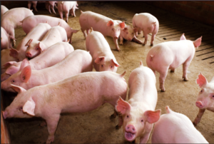 Detectan foco de Peste Porcina Clásica en una granja de traspatio en Brasil