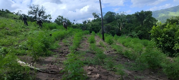 Senad erradica 15 toneladas de marihuana en Concepción