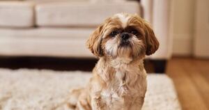 La Nación / Perros “genios” poseen habilidad para aprender palabras al escuchar conversaciones