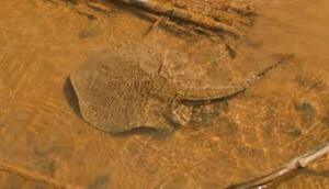 ¡CUIDADO CON LAS RAYAS!