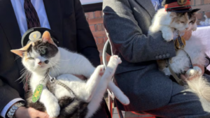Yontama, la gata jefa y su aprendiz Rokutama son nombradas para cuidar estación de tren en Japón
