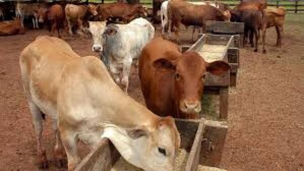 SENABICO remata 1.100 cabezas de ganado del finado “Lalo” Gomes en Villa Hayes