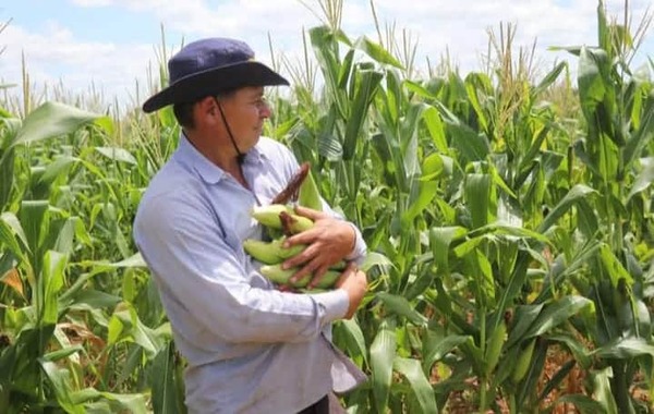 Productores logran cultivos exitosos con la alianza entre el INDERT y la UGP  - La Tribuna