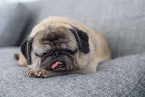 El aire acondicionado no es un lujo, sino una necesidad vital para Bulldogs y Pugs - Mascotas - ABC Color