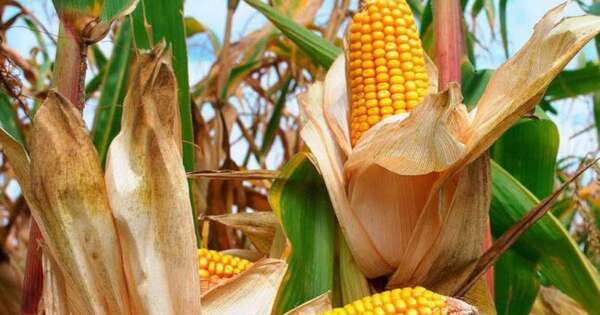 La Nación / Alianza Público-Privada impulsa a productores de maíz y fortalece la economía rural