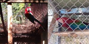 ESPERAN QUE “JULIETA” VUELVA A VOLAR TRAS IMPORTANTES CIRUGÍAS 