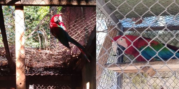 ESPERAN QUE “JULIETA” VUELVA A VOLAR TRAS IMPORTANTES CIRUGÍAS 