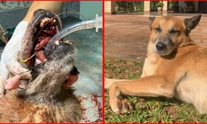 Fiscalía analiza responsabilidades tras el caso de maltrato animal en Caaguazú - OviedoPress