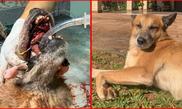 Fiscalía analiza responsabilidades tras el caso de maltrato animal en Caaguazú - OviedoPress