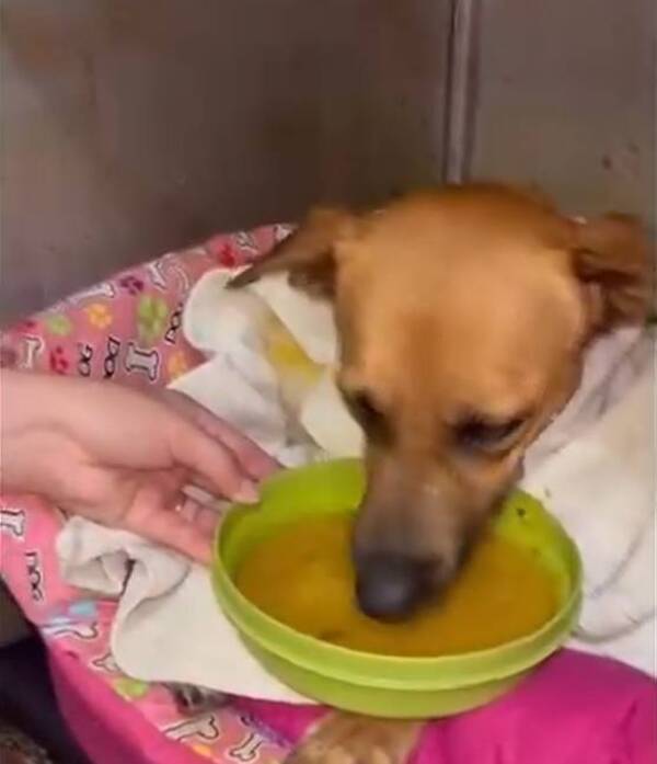 [VIDEO] Mirá tía, Canela ya está tomando la sopita