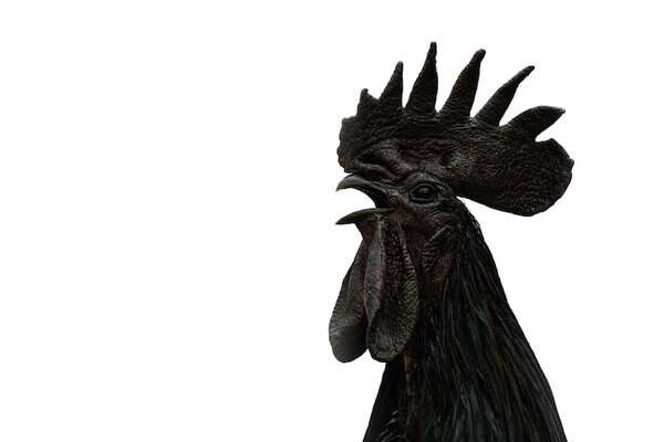 Ayam Cemani, el pollo completamente negro… salvo los huevos - Ciencia - ABC Color