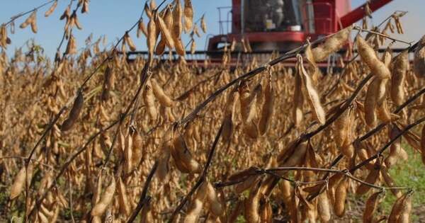 La Nación / A noviembre de 2025 la actividad económica continuó expandiéndose con dinamismo positivo