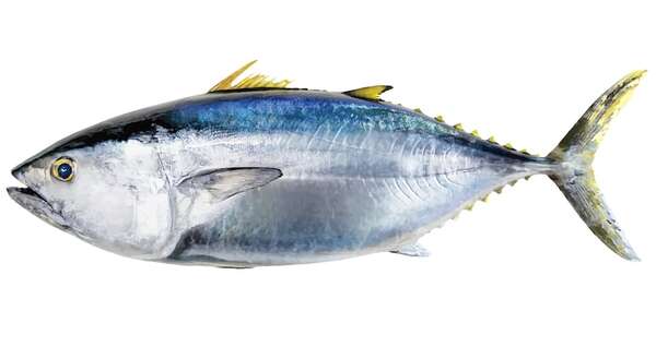 Extinción masiva del Ordovícico: origen de los peces con mandíbulas  - Ciencia - ABC Color