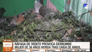 Ráfaga de viento derriba un árbol sobre una vivienda