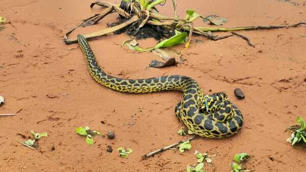 Bomberos rescatan a una kurijú de más de 2 metros en San Antonio