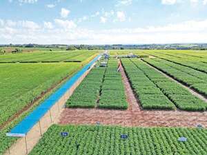 Confirman para el 2027 comercialización de soja tolerante a sequía - ABC Rural - ABC Color