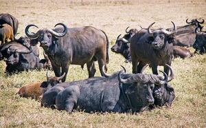 ¿Por qué la bubalinocultura es una  opción estratégica? - ABC Rural - ABC Color