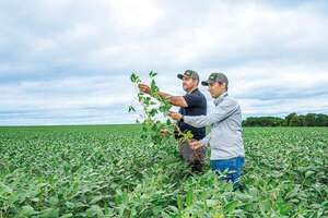 Soja y maíz apuntan a altos volúmenes en la zafriña - ABC Rural - ABC Color