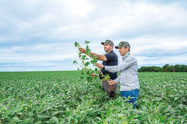 Soja y maíz apuntan a altos volúmenes en la zafriña - ABC Rural - ABC Color