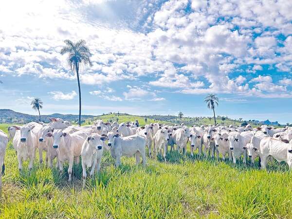 Control de malezas leñosas para revalorizar el campo - ABC Rural - ABC Color