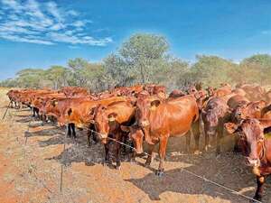 Eficiencia antes que volumen: la hoja de ruta ganadera - ABC Rural - ABC Color