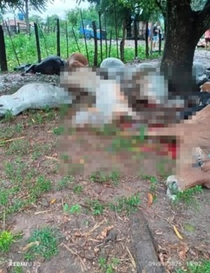 Guairá: caída de rayo mata a 19 vacas en Santa Cecilia