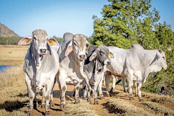 Sector pecuario cierra el año con cifra récord y crecimiento exportador  - ABC Rural - ABC Color