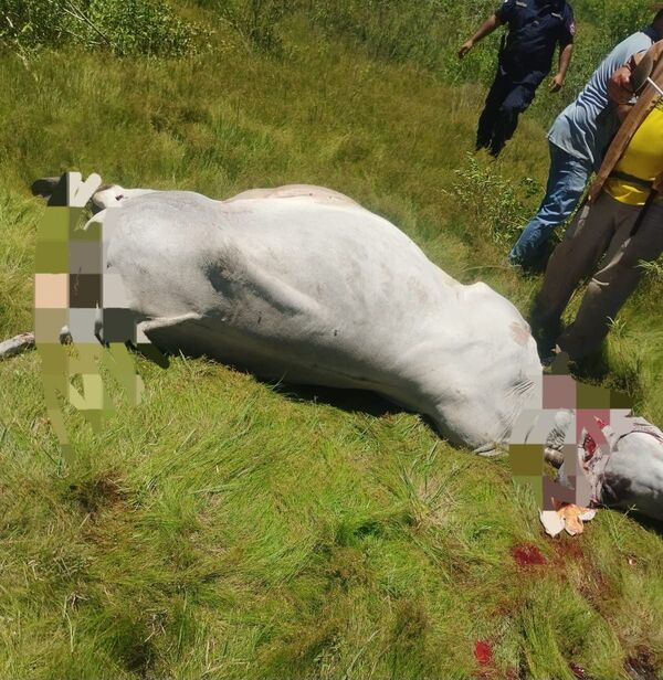 Fiscalía avanza en la investigación de abigeato ocurrido en Virgen del Carmen, Loreto - Concepción al Día