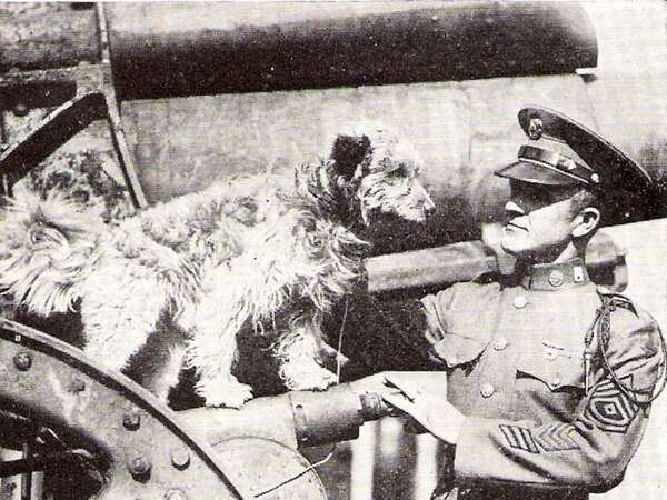 La historia de los perros mensajeros que salvaron miles de vidas en la Primera Guerra Mundial - Mascotas - ABC Color
