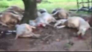 [VIDEO] Rayo fulminó a 19 vacas