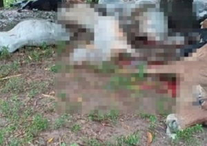 Caída de rayo mata a 19 vacas en una comunidad rural de Guairá