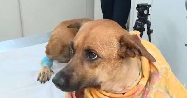 Diario HOY | Maltrato animal, alerta y evidente señal de un trastorno antisocial