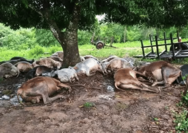 Rayo mata a 19 vacunos en Independencia, Guairá