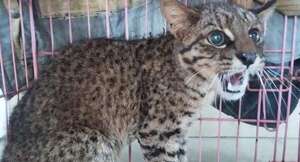 Rescantan un gato pardo de una barcaza - Nacionales - ABC Color